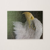 Adult Bald Eagle Portrait, Haliaeetus Puzzle (Horizontal)
