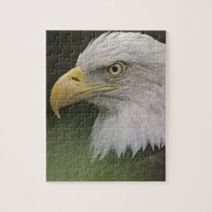 Adult Bald Eagle Portrait, Haliaeetus Puzzle