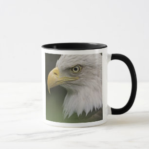 Adult Bald Eagle Portrait, Haliaeetus Tasse