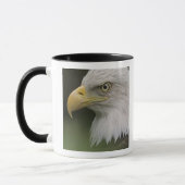 Adult Bald Eagle Portrait, Haliaeetus Tasse (Links)