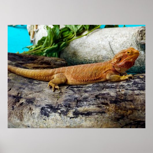 Adult Bearded Dragon Lizard Poster (Vorne)