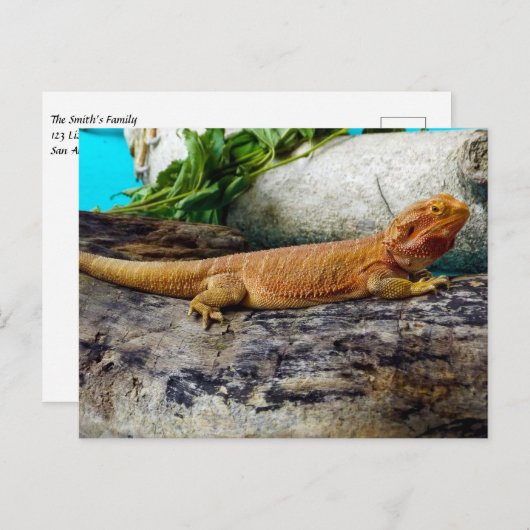 Adult Bearded Dragon Lizard Postkarte (Vorne/Hinten)