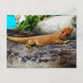 Adult Bearded Dragon Lizard Postkarte (Vorderseite)