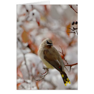 Adult Cedar Waxwing auf Schnee,