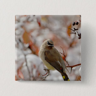 Adult Cedar Waxwing auf Schnee, Button