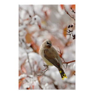 Adult Cedar Waxwing auf Schnee, Fotodruck