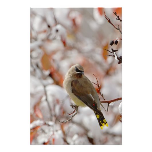 Adult Cedar Waxwing auf Schnee, Fotodruck (Vorne)