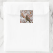 Adult Cedar Waxwing auf Schnee, Quadratischer Aufkleber (Tasche)