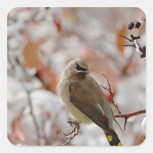Adult Cedar Waxwing auf Schnee, Quadratischer Aufkleber (Vorderseite)