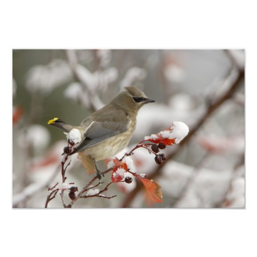 Adult Cedar Waxwing im Hasen mit Schnee Fotodruck (Vorne)
