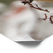 Adult Cedar Waxwing im Hasen mit Schnee Fotodruck (Ecke)