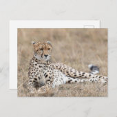 Adult Cheetah liegt in trockenem Gras Postkarte (Vorne/Hinten)