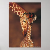 Adult Giraffe with calf (Giraffa camelopardalis) Poster (Vorne)