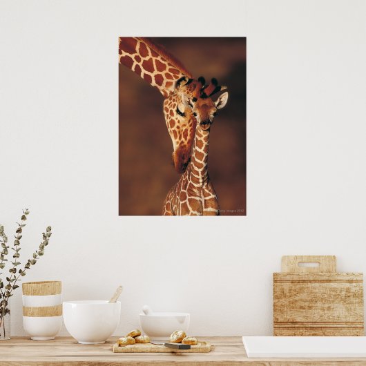 Adult Giraffe with calf (Giraffa camelopardalis) Poster (Küche)