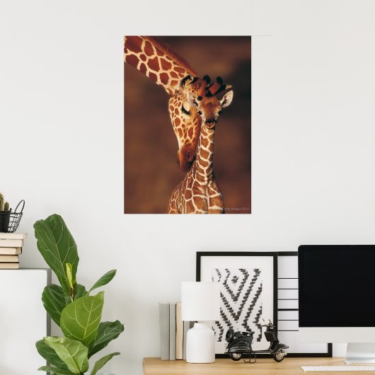 Adult Giraffe with calf (Giraffa camelopardalis) Poster (Heimbüro)