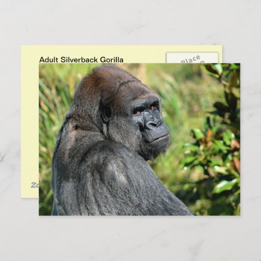 Adult Gorilla Postkarte (Vorne/Hinten)