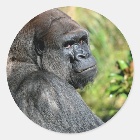 Adult Gorilla Runder Aufkleber (Vorderseite)
