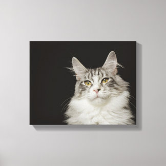 Adult Maine Coon Cat Leinwanddruck