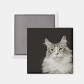 Adult Maine Coon Cat Magnet (Vorderseite/Rückseite)