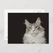 Adult Maine Coon Cat Postkarte (Vorne/Hinten)
