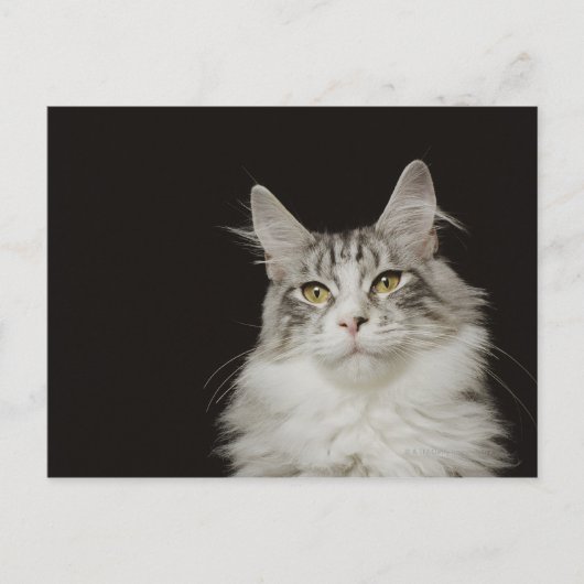 Adult Maine Coon Cat Postkarte (Vorderseite)