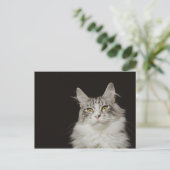 Adult Maine Coon Cat Postkarte (Stehend Vorderseite)