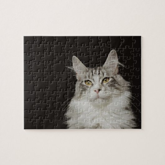 Adult Maine Coon Cat Puzzle (Horizontal)