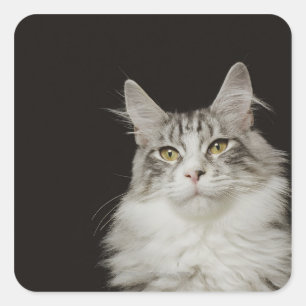 Adult Maine Coon Cat Quadratischer Aufkleber