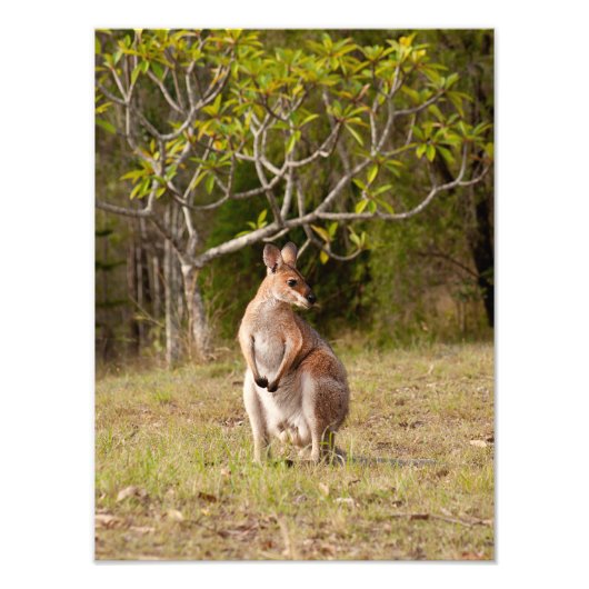 Adult Male Wallaby Australien Foto Print (Vorne)