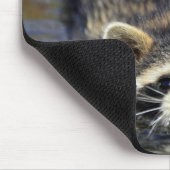 Adult Raccoon, Procyon lotorOrden: Mousepad (Ecke)