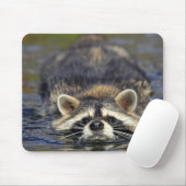 Adult Raccoon, Procyon lotorOrden: Mousepad (Mit Mouse)