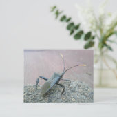 Adult-schwarz-leaf-gefußte Fehlerelemente Postkarte (Stehend Vorderseite)