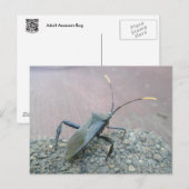 Adult-schwarz-leaf-gefußte Fehlerelemente Postkarte (Vorne/Hinten)