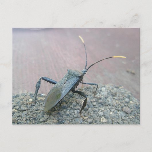 Adult-schwarz-leaf-gefußte Fehlerelemente Postkarte (Vorderseite)