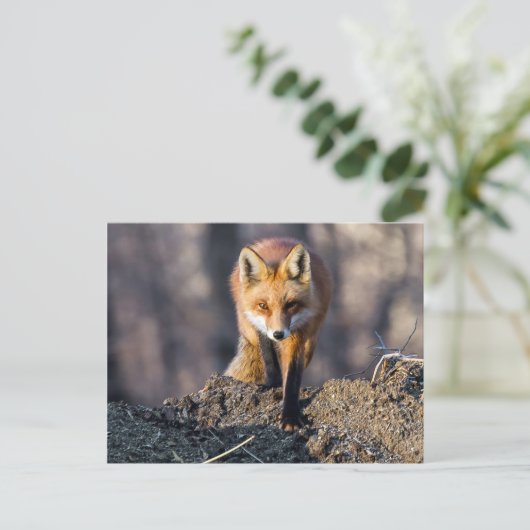 Advance Fox Postkarte (Stehend Vorderseite)