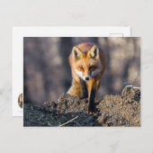 Advance Fox Postkarte (Vorne/Hinten)