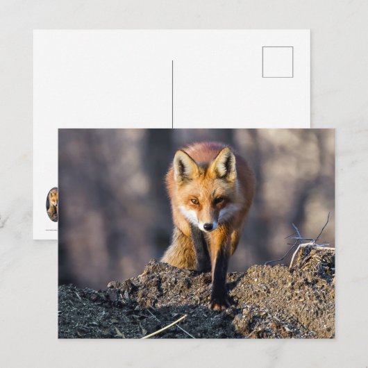 Advance Fox Postkarte (Vorne/Hinten)