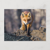 Advance Fox Postkarte (Vorderseite)