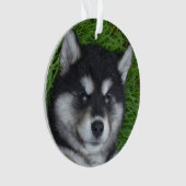 Adventure Alusky Welpenhund Ornament (Vorderseite)