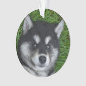 Adventure Alusky Welpenhund Ornament (Vorderseite)