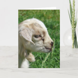 Adventure Baby Goat Oaster Card Karte