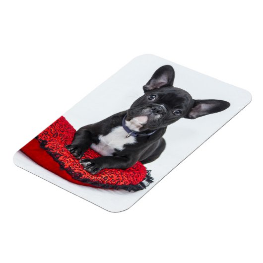 Adventure Black and White Bulldog Puppy Foto Magnet (Linke Seite)