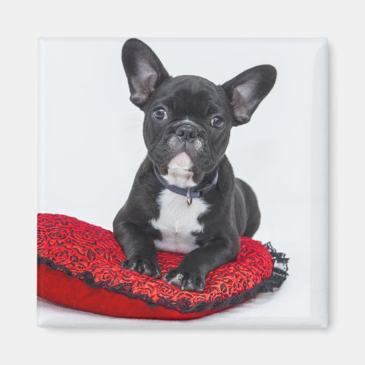Adventure Black and White Bulldog Puppy Foto Magnet (Vorne)