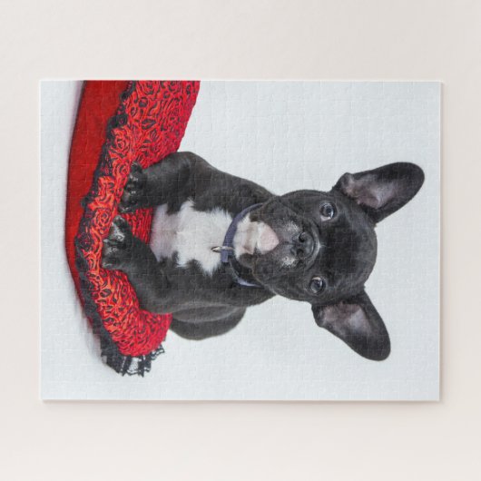 Adventure Black and White Bulldog Puppy Foto Puzzle (Horizontal)
