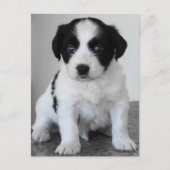 Adventure Black and White Puppy Postkarte (Vorderseite)