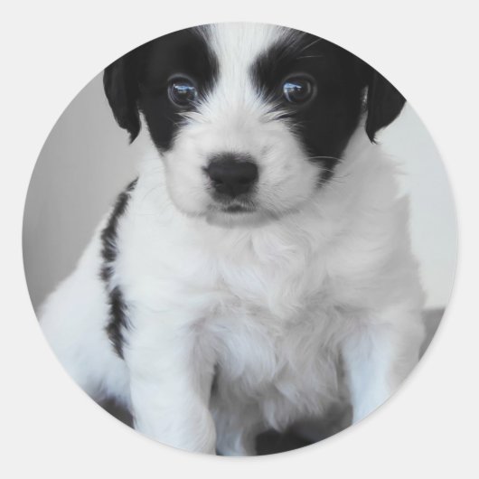 Adventure Black and White Puppy Runder Aufkleber (Vorderseite)