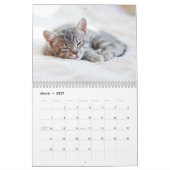 Adventure Kittens Foto Wall Calendar Kalender (Mär 2027)