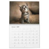 Adventure Kittens Foto Wall Calendar Kalender (Jan 2027)