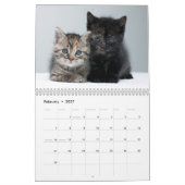 Adventure Kittens Foto Wall Calendar Kalender (Feb 2027)