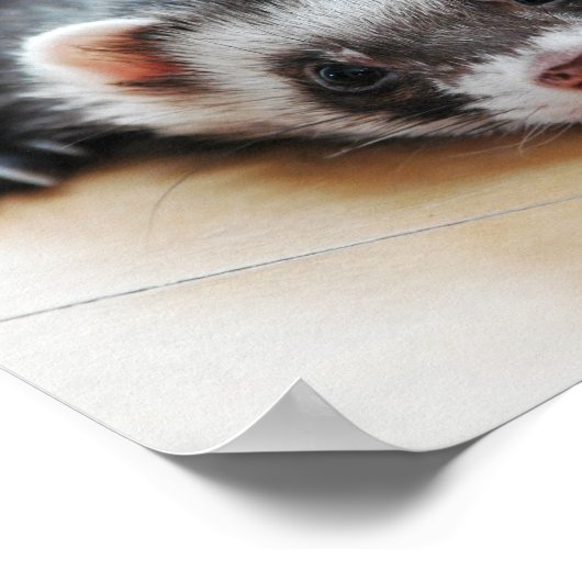 Adventure Sable Ferret Poster (Ecke)